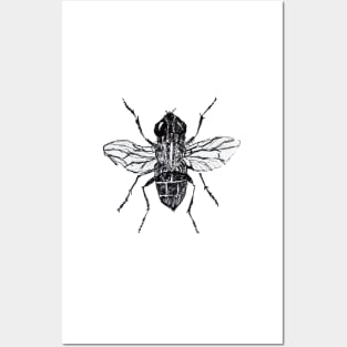 Black fly Posters and Art